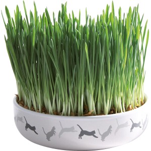 Bol Ceramic cu Seminte de Orz Iarba Pisicii, 15 x 45 cm/50 g