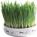 Bol Ceramic cu Seminte de Orz Iarba Pisicii, 15 x 45 cm/50 g