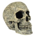 Decor Craniu, 16 x 10.5 x 13.2 cm