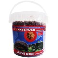 Exo Chironomus Larve Rosii