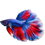 Pesti