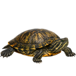 Reptile
