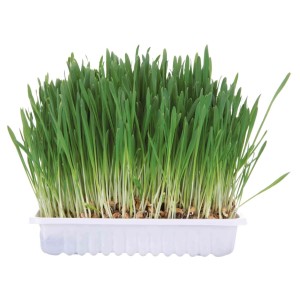 Iarba Pentru Rozatoare, 100 g