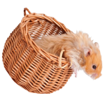 Rozatoare