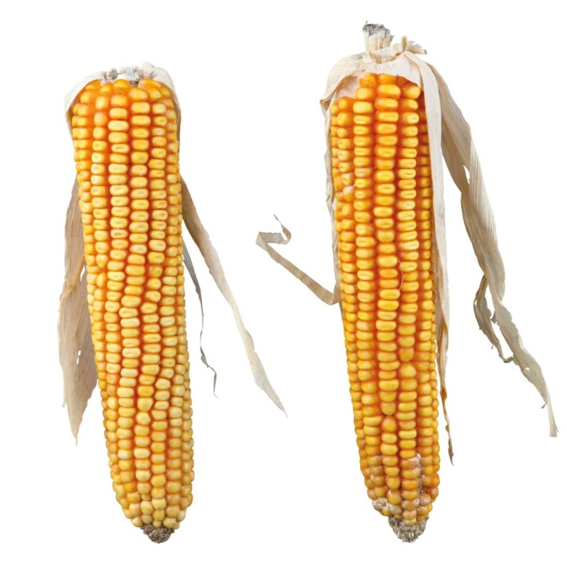 Stiuleti De Porumb, Pentru Rozatoare, 2 buc./250 g