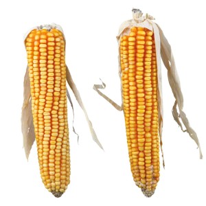 Stiuleti De Porumb, Pentru Rozatoare, 2 buc./250 g