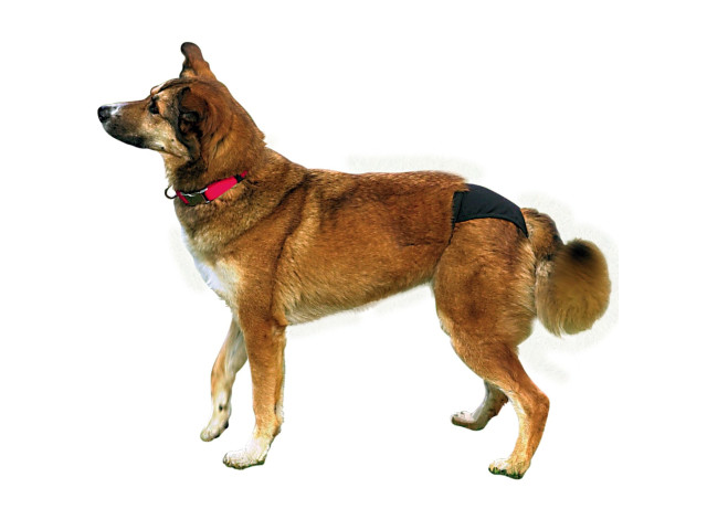 Chiloti Protectivi Pentru Caini, XS: 20-25 cm, Negru 23490	
