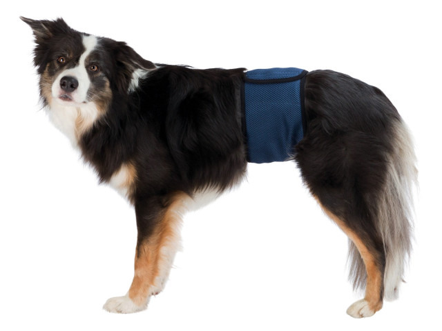 Banda (Incontinenta Urinara) Pentru Caini Masculi, L: 55-65 cm, Albastru, 23664	