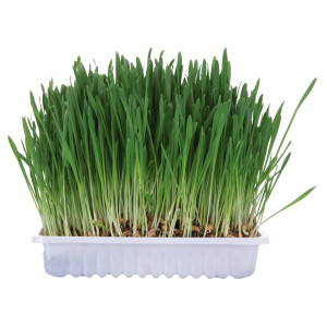 Iarba Pentru Rozatoare, 100 g, 6035	