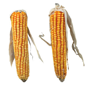 Stiuleti De Porumb, Pentru Rozatoare, 2 buc./250 g, 60288	