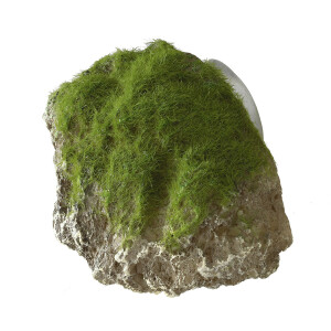Decor Piatra Cu Muschi Si Ventuza XS - 9x6x6,5 cm 234/430149