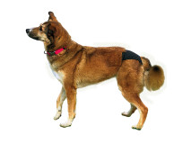 Chiloti Protectivi Pentru Caini, XS: 20-25 cm, Negru 23490	