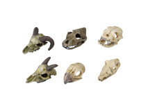 A(-15%) Decor Mini Craniu, 7-10 cm, Diverse Modele, L236/237878